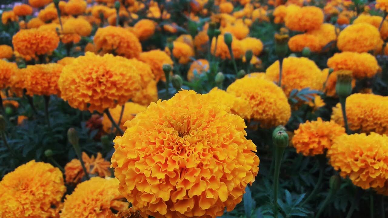 Niraj Flower Nursery 