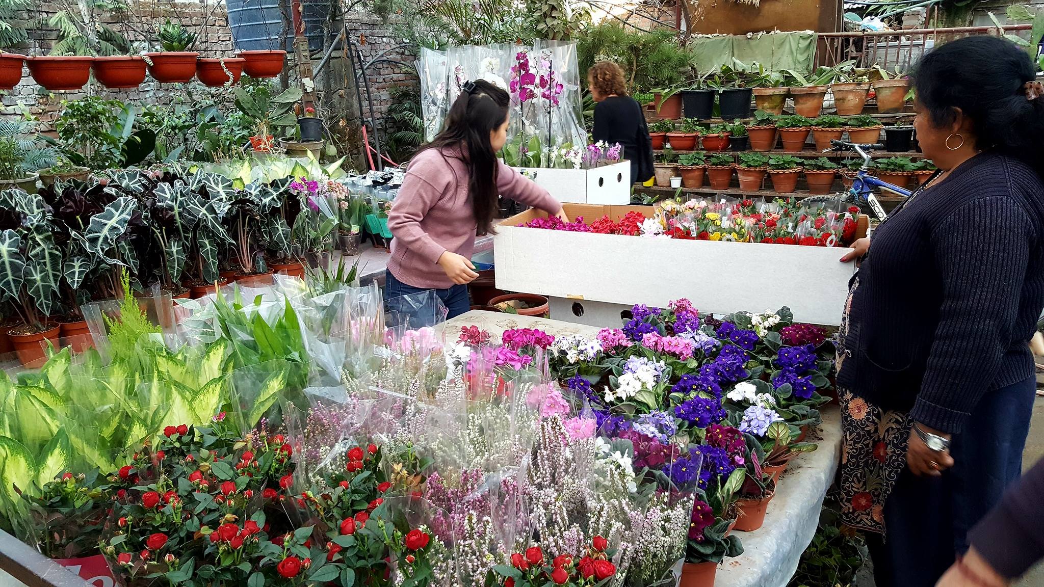Kumari Nursery 
