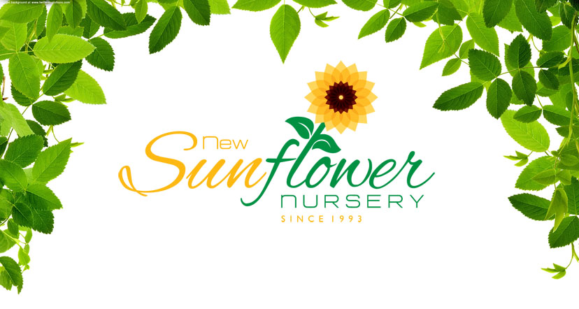 New Sunflower Nursery 