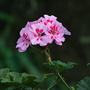 Sistata Nursery 