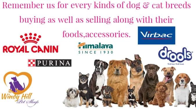 WindyHill - Pet Shop 