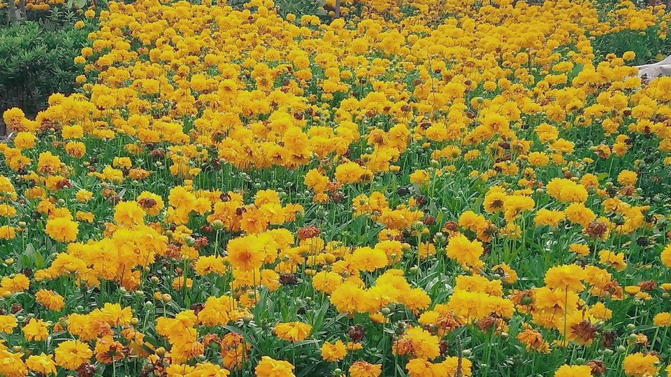 Kantipur Nursary And Garden Service Centre