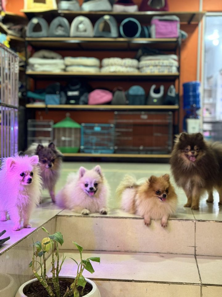 Pets World Pokhara