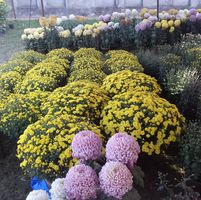 Kantipur Nursary And Garden Service Centre