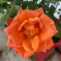 Flower Nepal 
