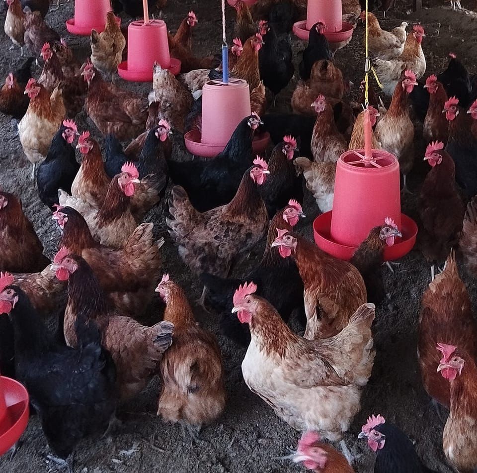 KTM poultry farm