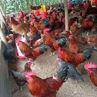 Tarkeshwor Poultry