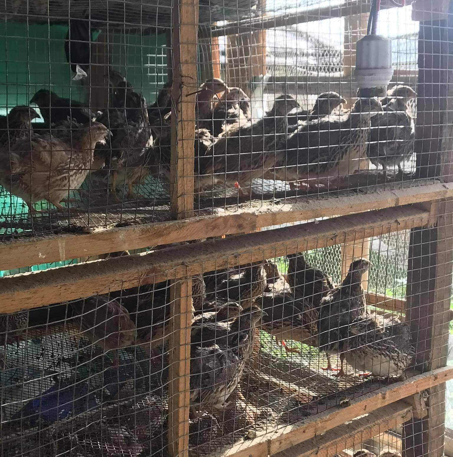 Battai poultry farming