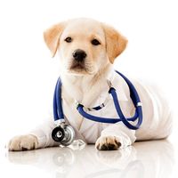 Pet and Vet. Care