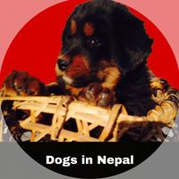 Dogs in Nepal 