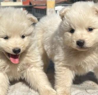 Petshop Nepal 