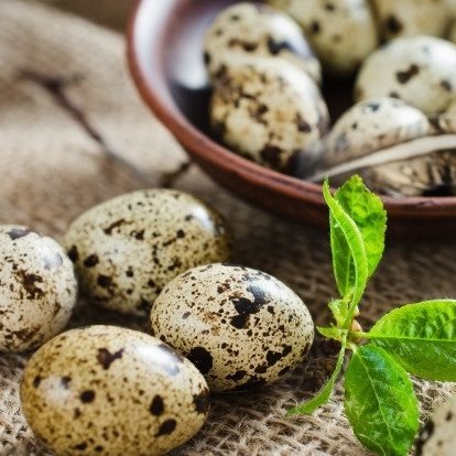 Durga Quail and Turkey Farm - Pokhara 